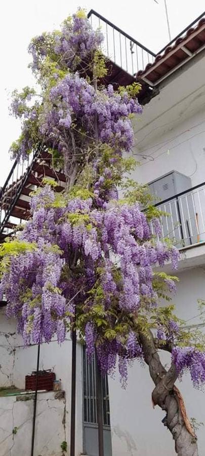 Vacation House Dionysia Villa Aigio Dış mekan fotoğraf
